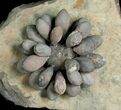 Spectacular Fossil Club Urchin - Morocco #5089-2